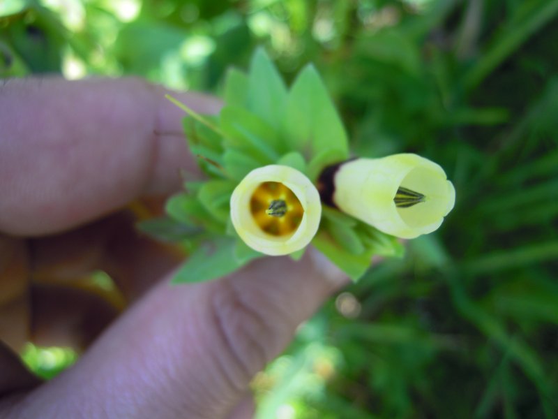 Cerinthe major